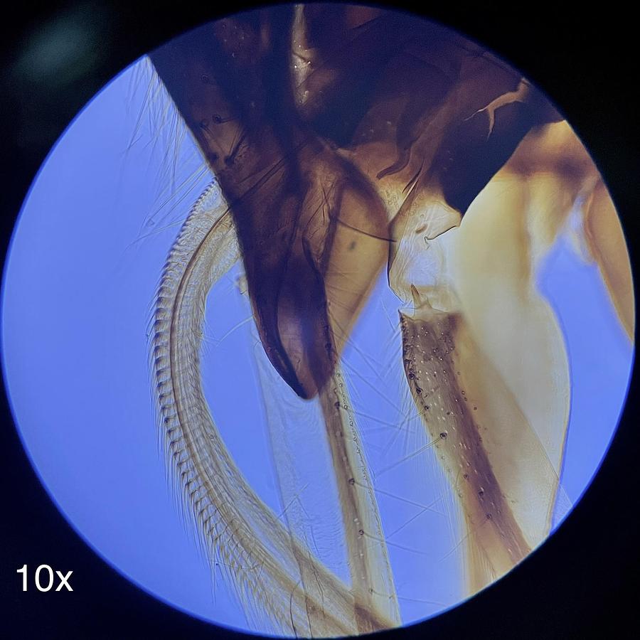 Used Walter Binocular Compound Microscope 4/10/40x Objectives - AmScope T720 Style