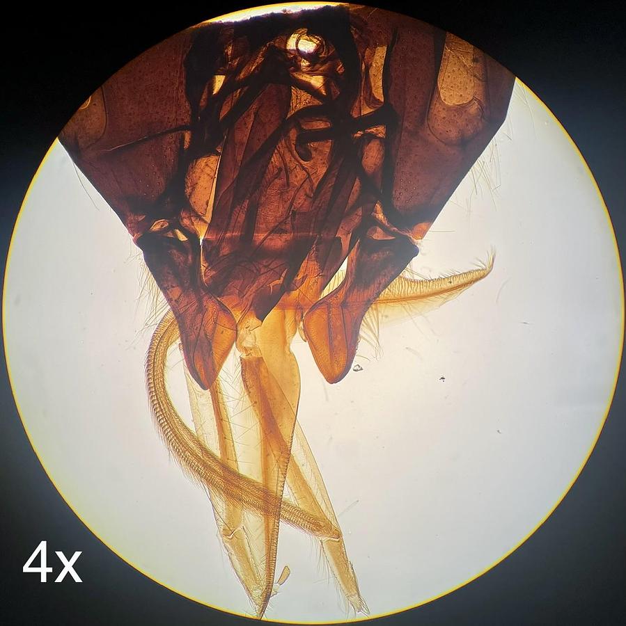 Used Olympus BH-2 BHTU Trinocular Microscope W/ DPlan 4/10/20/40 Objectives