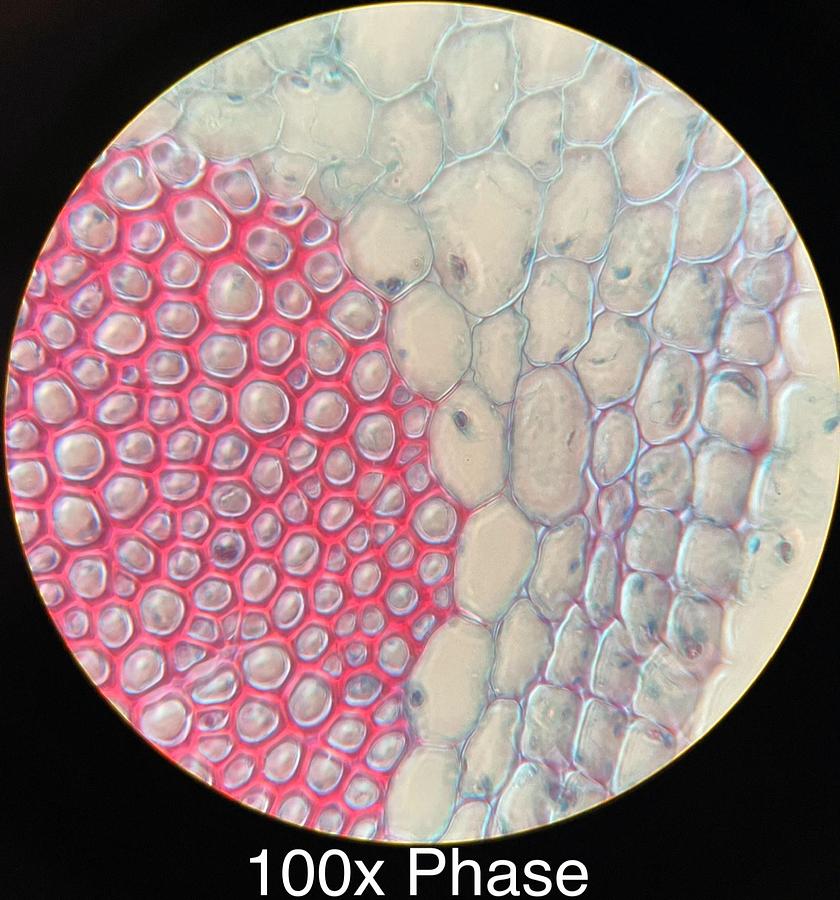 Used Motic BA400 Trinocular Phase Contrast Microscope W/ Plan 10/20/40/100 Objectives