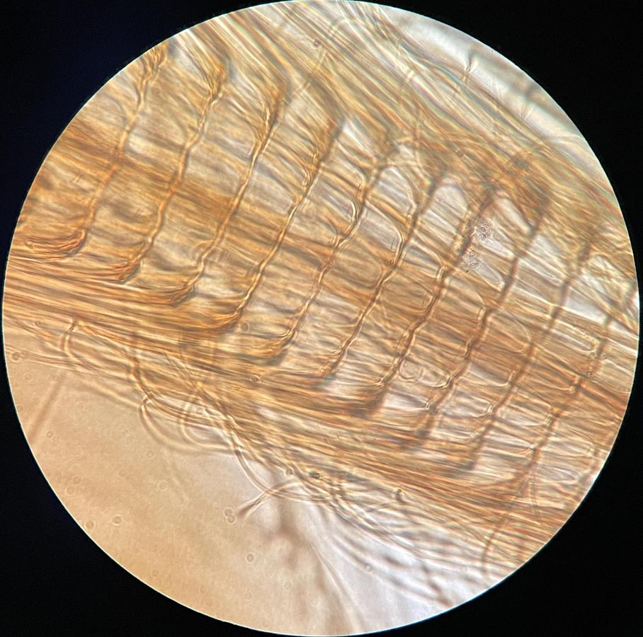 Used Nikon Plan APO VC 100x/1.40 Oil ∞/0.17 DIC N2 M25 Microscope Objective