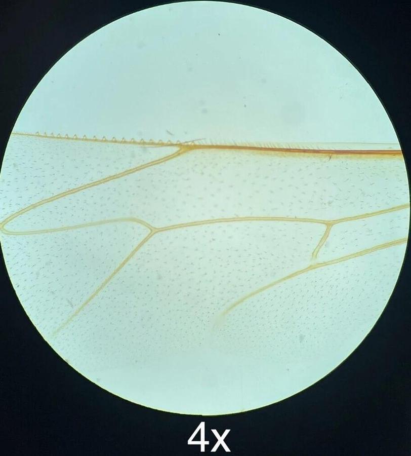 Used Accu-Scope Compound Microscope W/ SP-ACHRO 4x/10x/40x Objectives