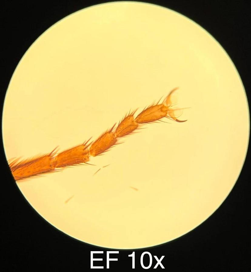 Used Leitz EF 4x,10x,25x,40x Objective Set (519759,519760,519761,519762)