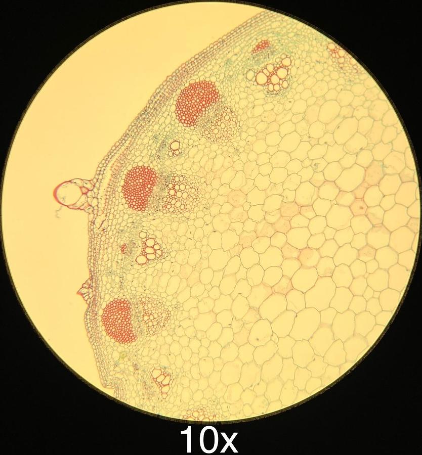 Used Motic BA300 Trinocular Phase Contrast Microscope W/ Plan 4/10/40/100 Objectives