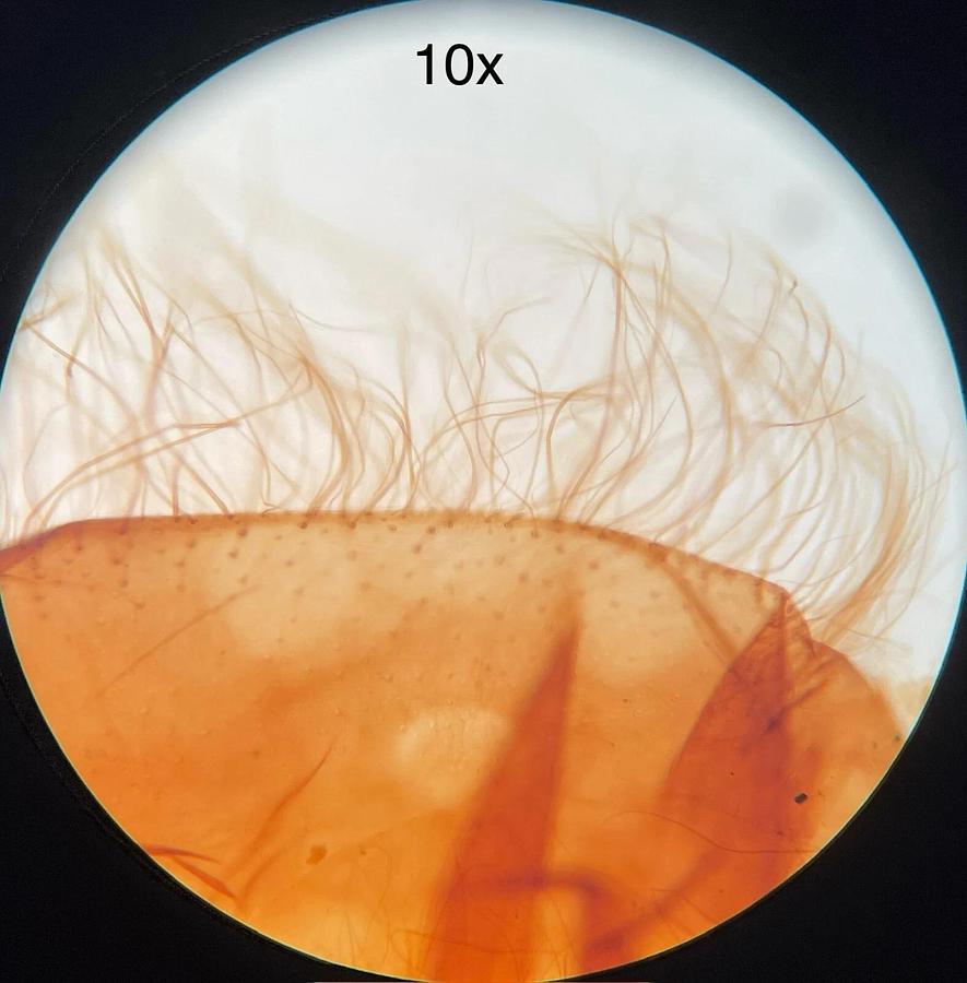 Used Meiji S.FlatField Objectives Set of 2 - 4x, 10x