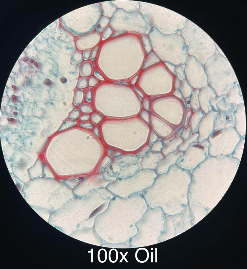 Used Labomed LB-701 Trinocular Upright Fluorescence Microscope W/ Infinite Plan Objectives, Filter Cubes
