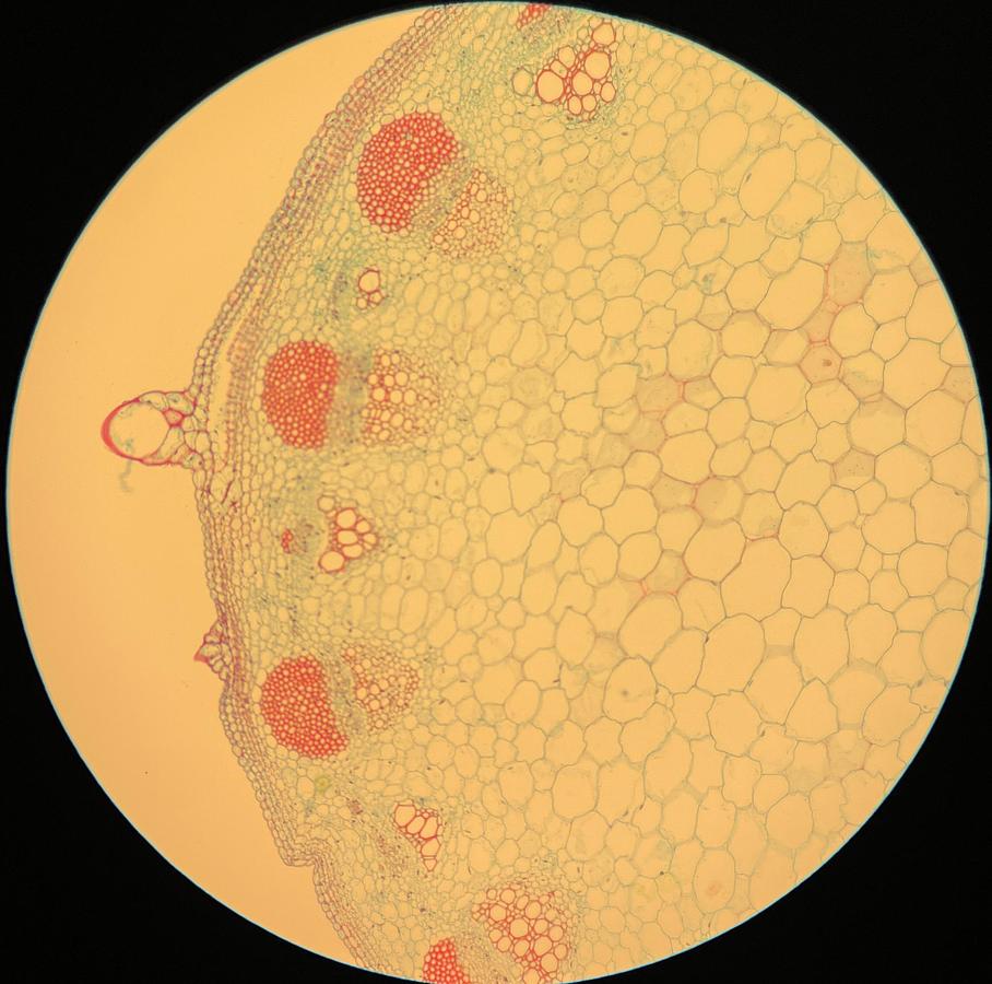 Used Olympus Plan 10x/0.25 ∞/- Infinity-Corrected Plan Achromatic Microscope Objective