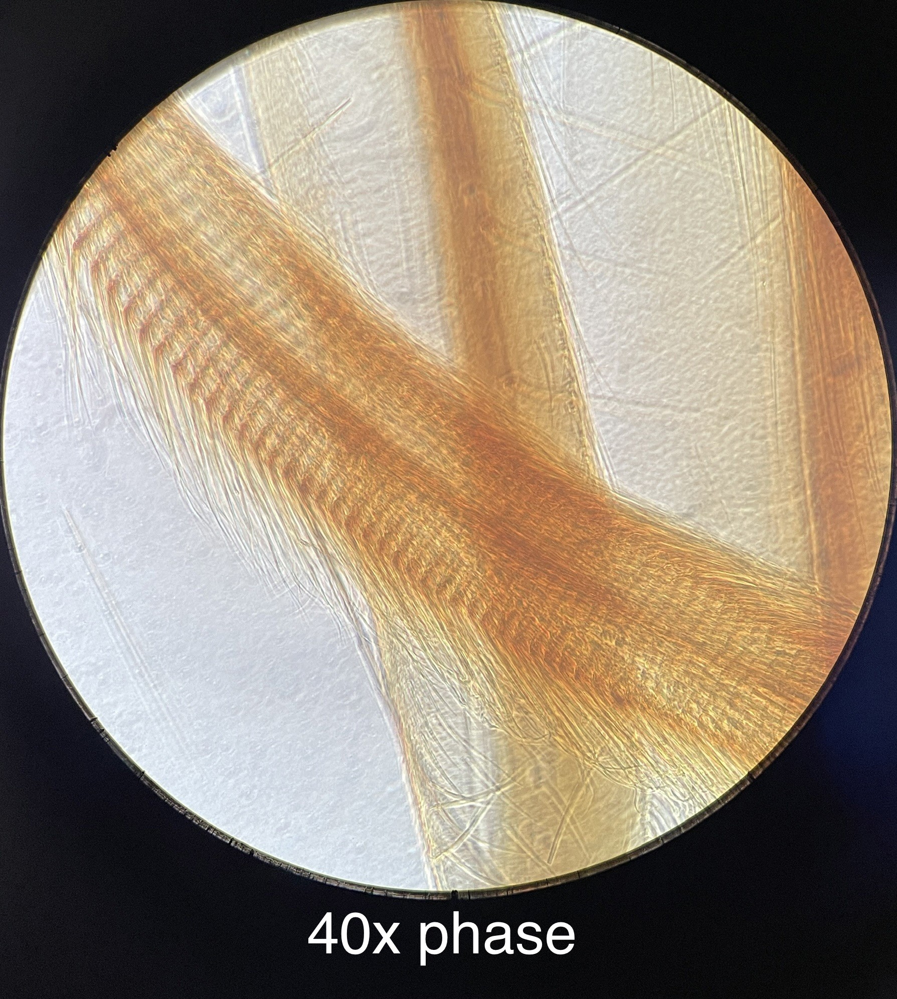Used Nikon TMS-F Inverted Trinocular Microscope w/ Ph1 Ph2 4x 10x 40x Objectives