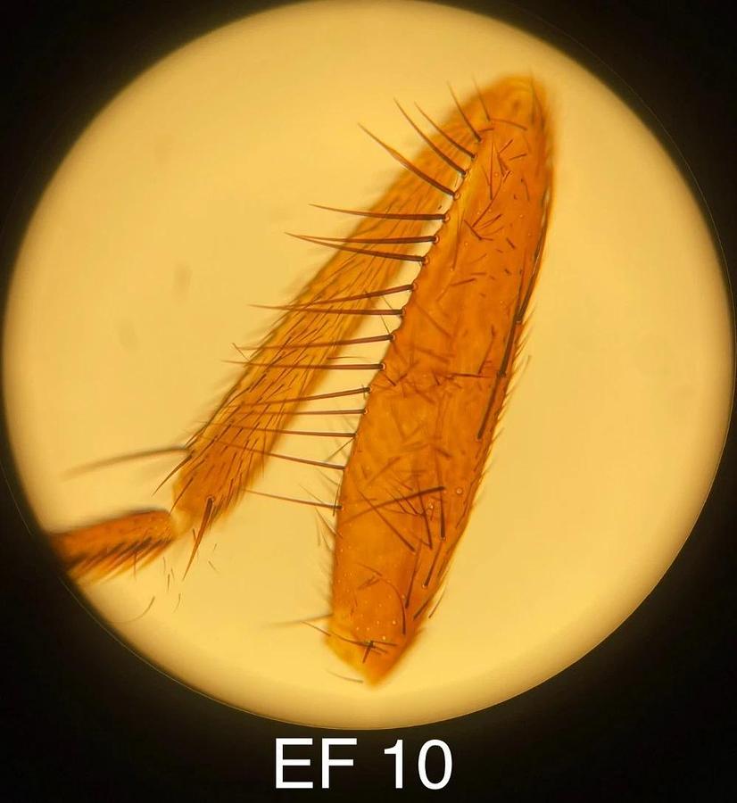 Used Leitz Laborlux D 512795 Binocular Microscope W/ EF 4/10/25/40 Objectives