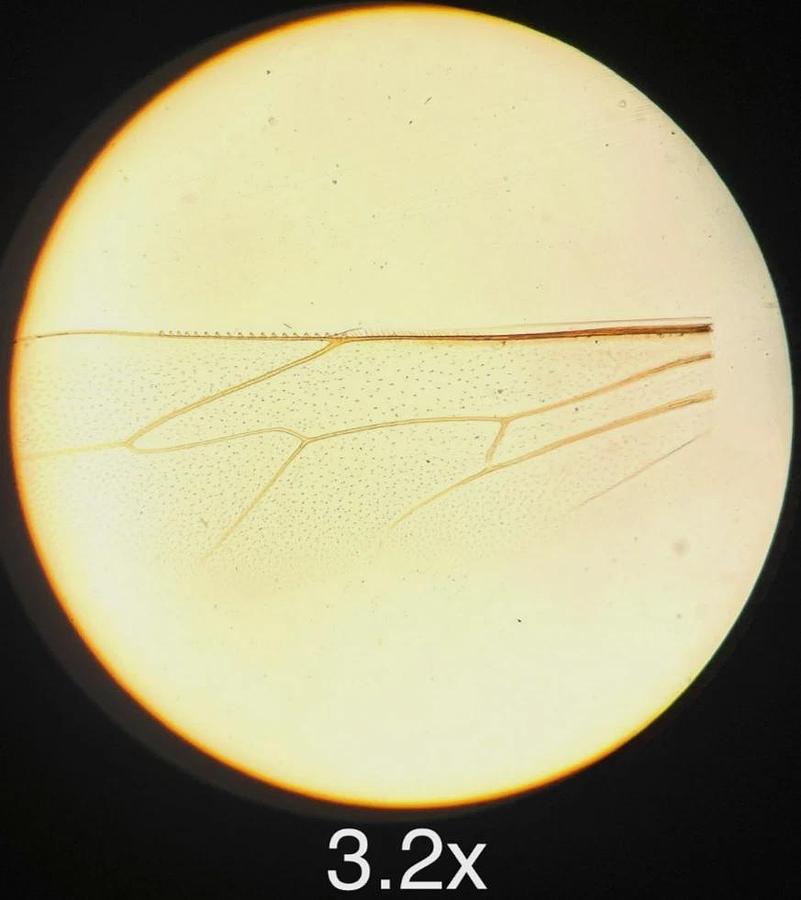 Used Zeiss 3.2x/10x/40x Objective Set (460100-9904, 460400-9904, 460700-9903)