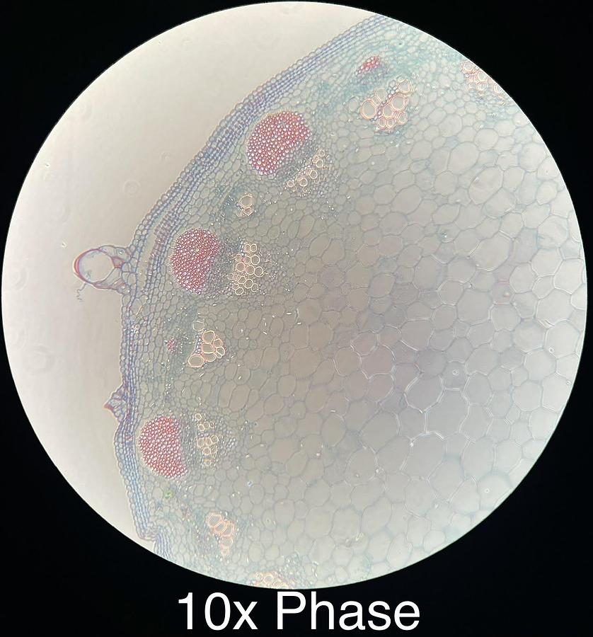 Used Motic BA300 Trinocular Phase Contrast Microscope W/ Plan 4/10/40/100 Objectives