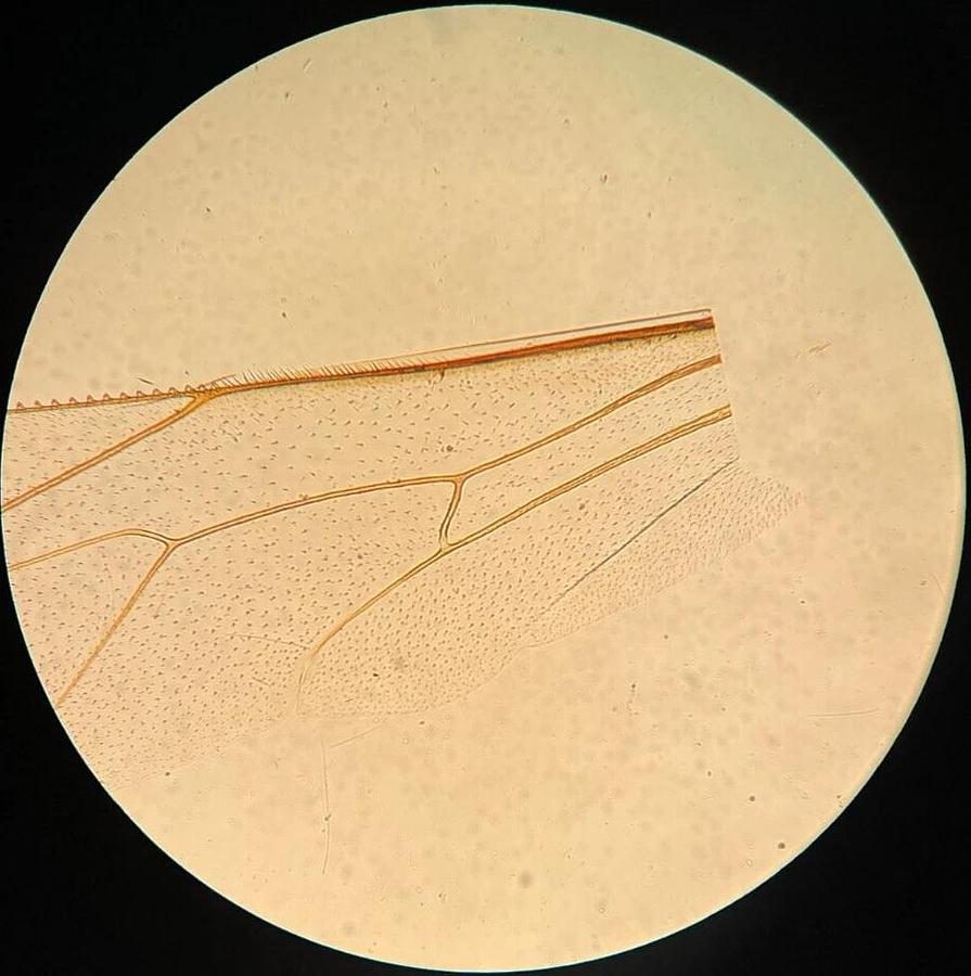 Used Nikon TMS- F Inverted Trinocular Microscope W/ 4x Objective - Read Description