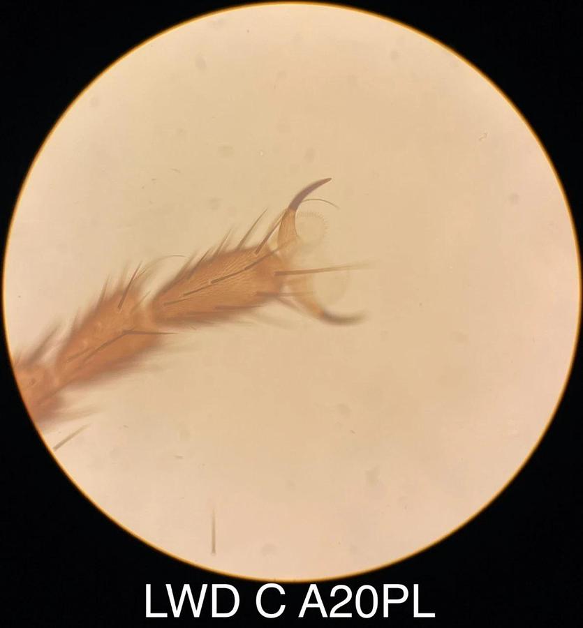 Used Olympus LWD C A20PL CK20 Phase Contrast Objective