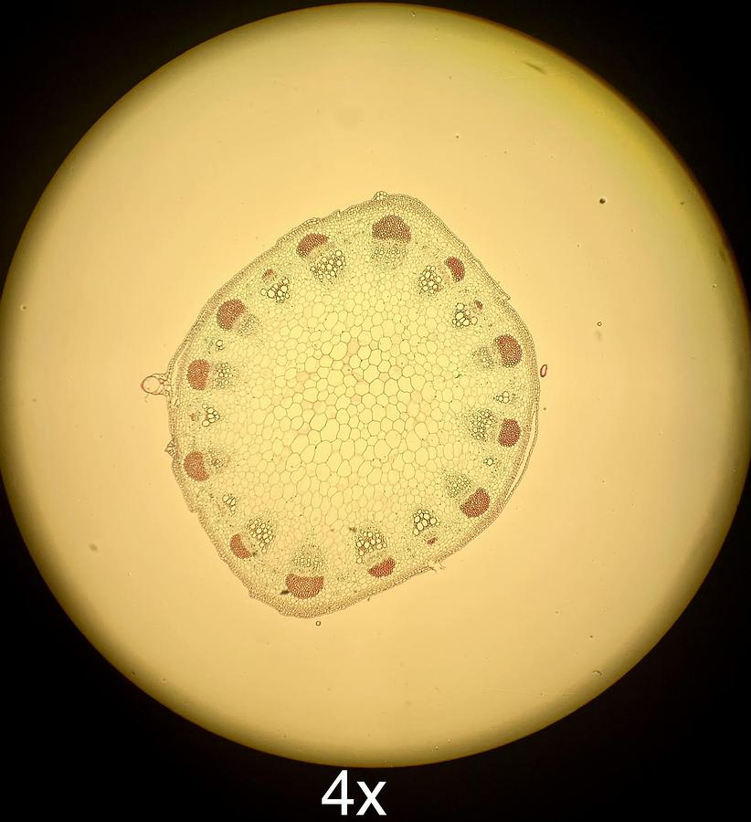 Used Olympus BH-2 BHTU Binocular Microscope W/ DPlan 4/10 Objectives, Light Pre-Set