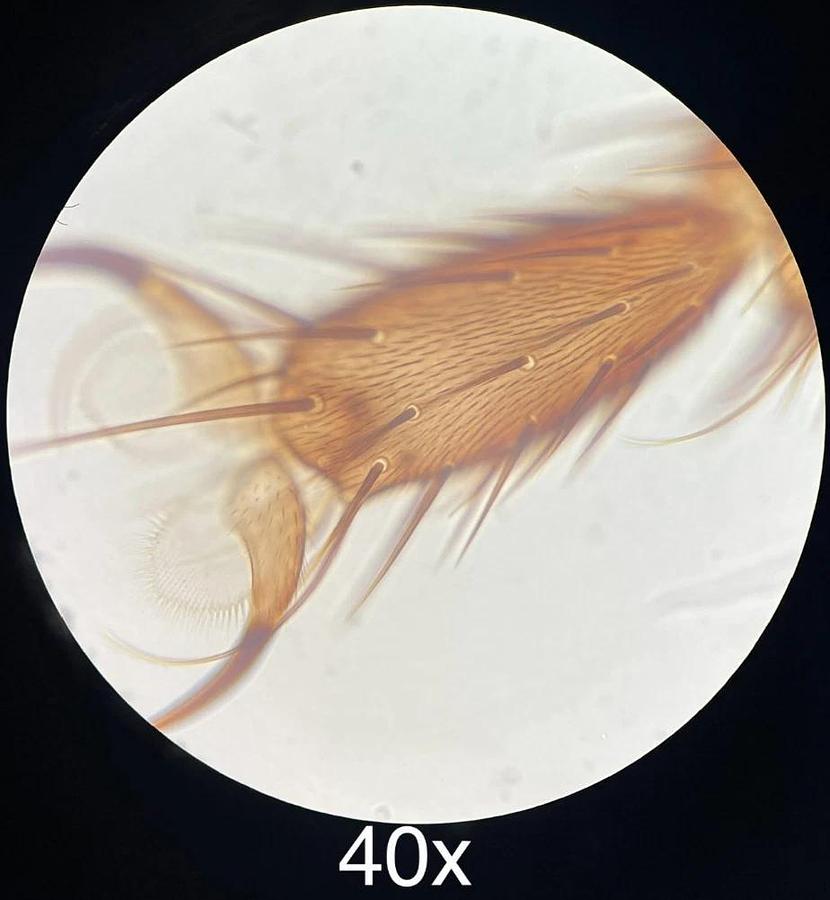 Used Wesco Lab VU 4200 Binocular Microscope W/ 4/10/40/100x SP-Achro Objectives