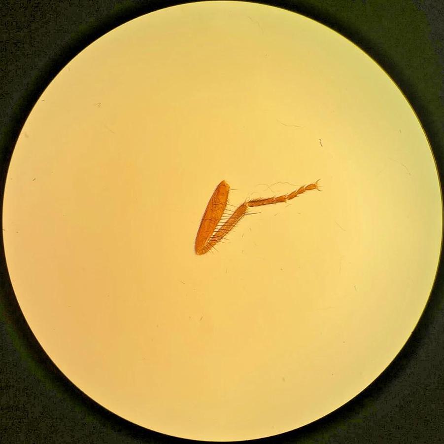 Used Olympus SPlan FL 2 0.08 160/- 2x Fluorite Microscope Objective (1-LB512)