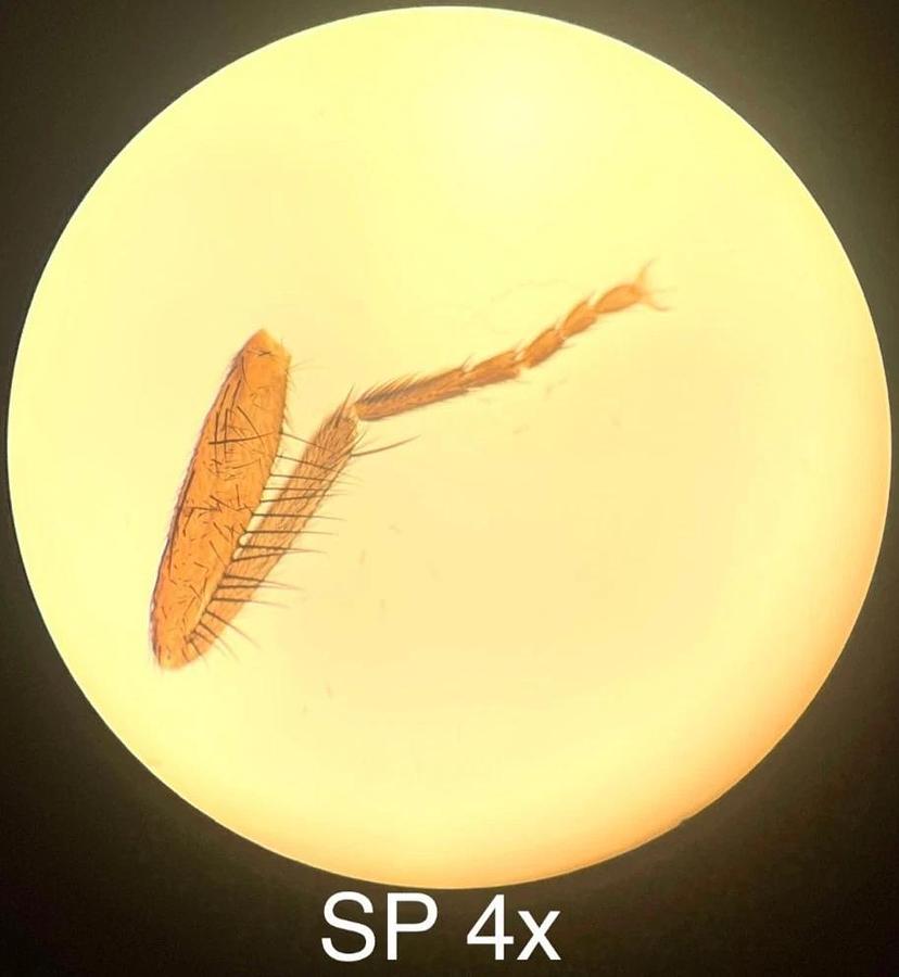 Used VWR Vistavision Compound Microscope W/ SP 4x/10x/40x/100x Objectives