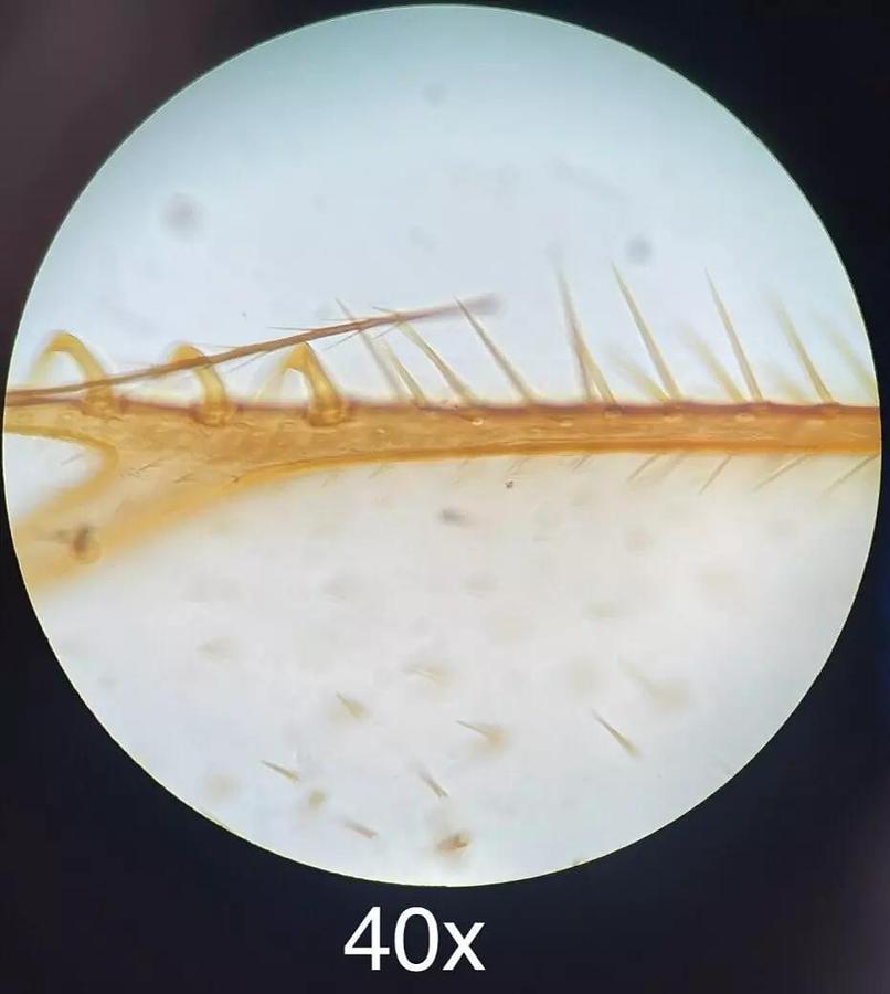 Used Accu-Scope Compound Microscope W/ SP-ACHRO 4x/10x/40x Objectives