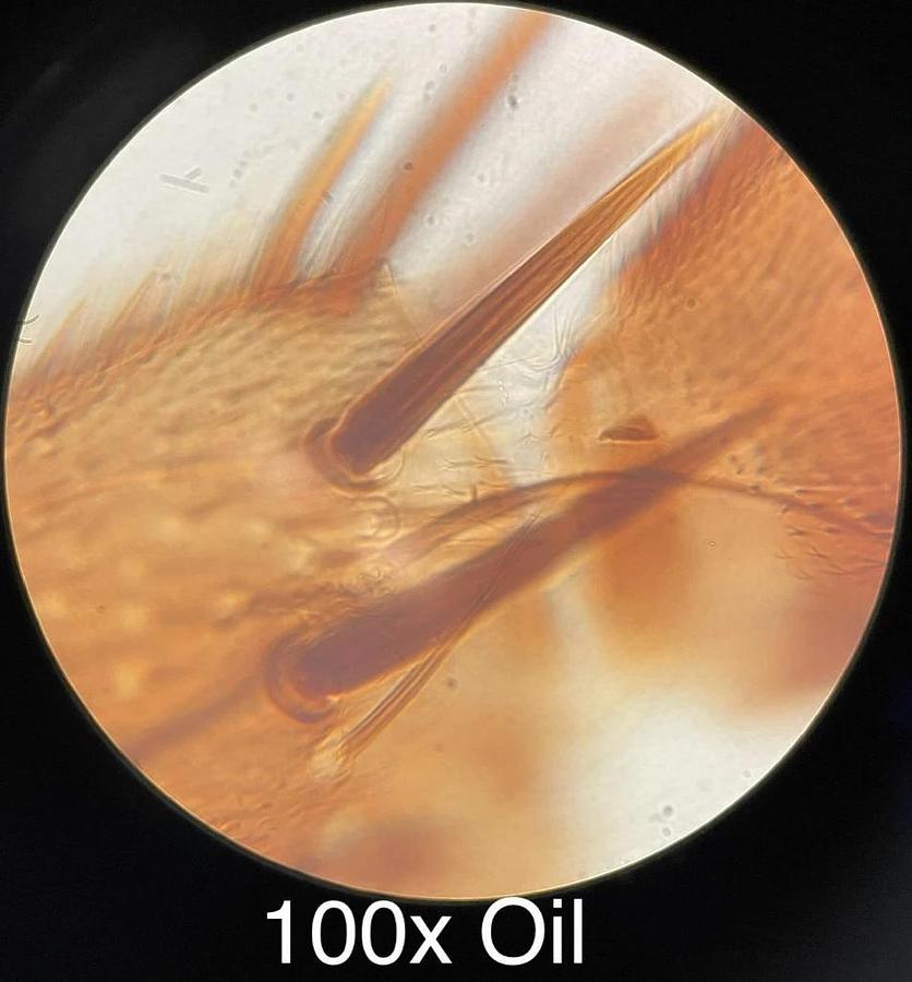 Used Wesco Lab VU 4200 Binocular Microscope W/ 4/10/40/100x SP-Achro Objectives