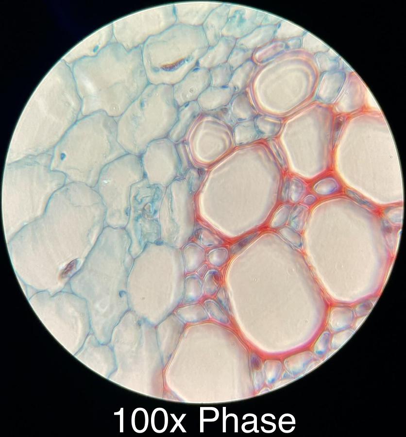 Used Motic BA400 Trinocular Phase Contrast Microscope W/ 4/10/20/40/100 Objectives