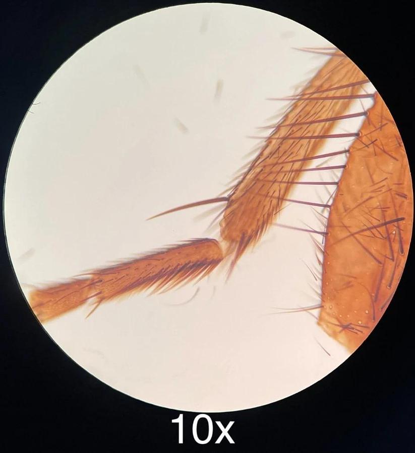 Used Wesco Lab VU 4200 Binocular Microscope W/ 4/10/40/100x SP-Achro Objectives