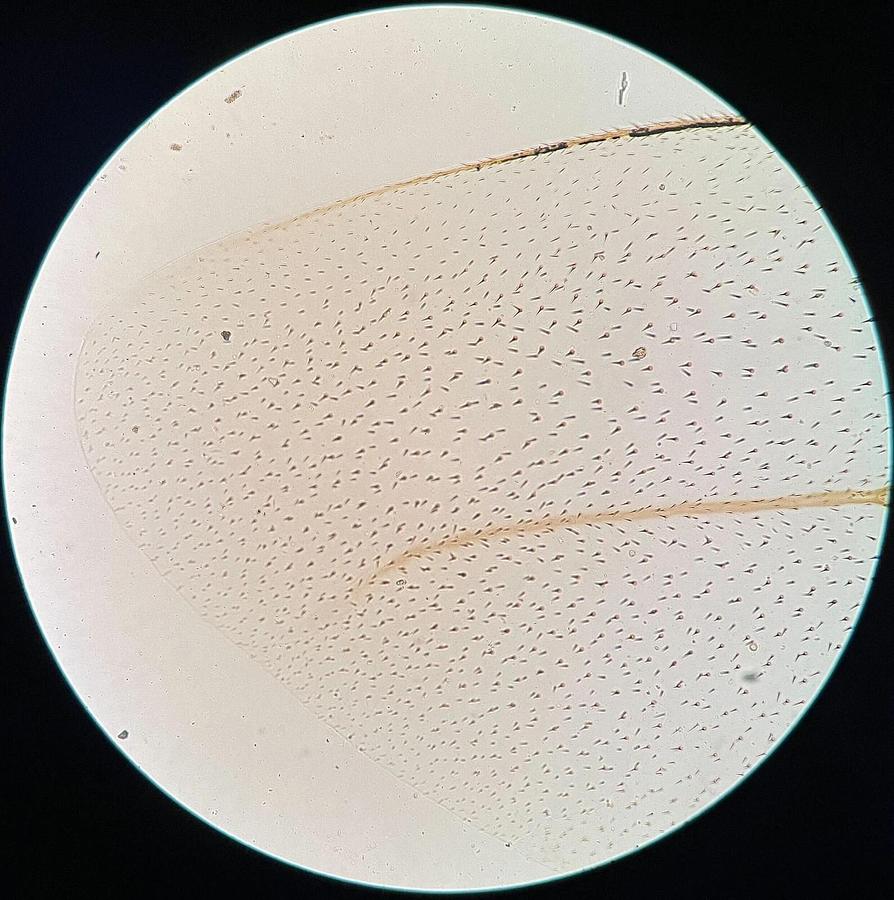 Used Nikon E Plan 10 Ph1 DL Objective (10/0.25 160/-)