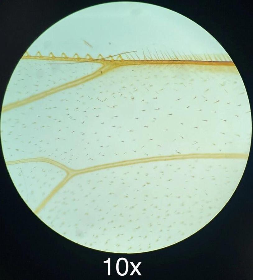 Used Accu-Scope Compound Microscope W/ SP-ACHRO 4x/10x/40x Objectives