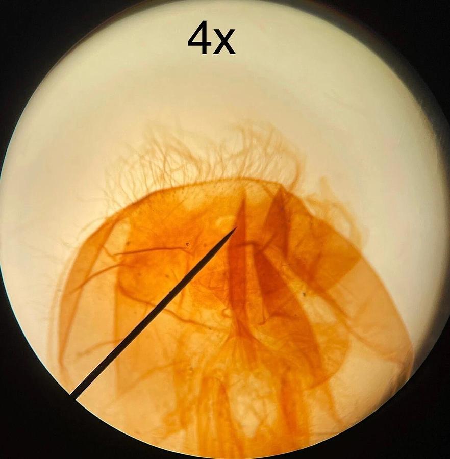 Used Meiji Techno Biological Microscope - READ DESCRIPTION