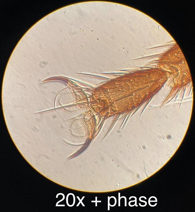 Used Nikon MS Inverted Phase Contrast Microscope 4/10/40 Objectives - Vintage Working