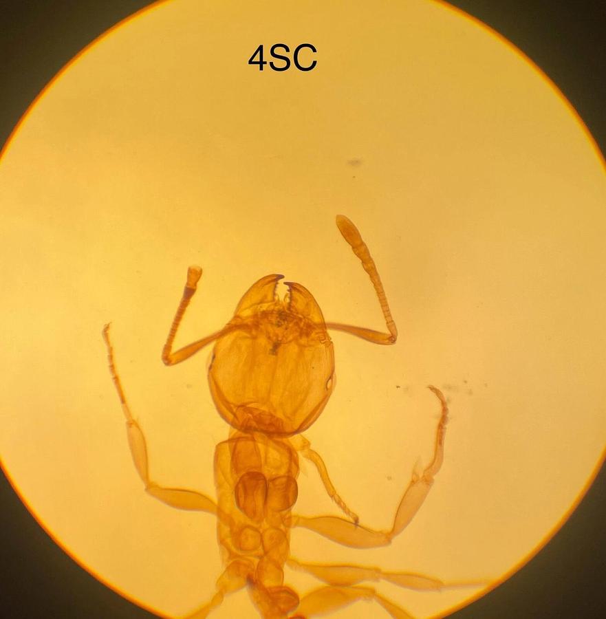 Used Nikon 4 SC, 10 SC, 40 SC Objectives