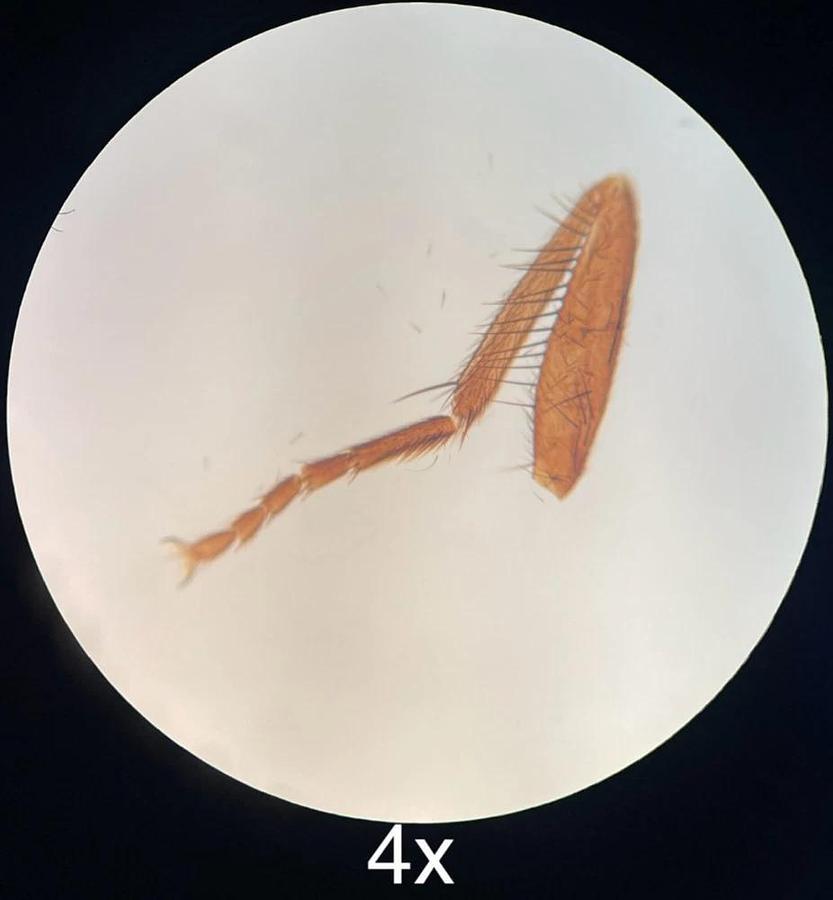 Used Wesco Lab VU 4200 Binocular Microscope W/ 4/10/40/100x SP-Achro Objectives