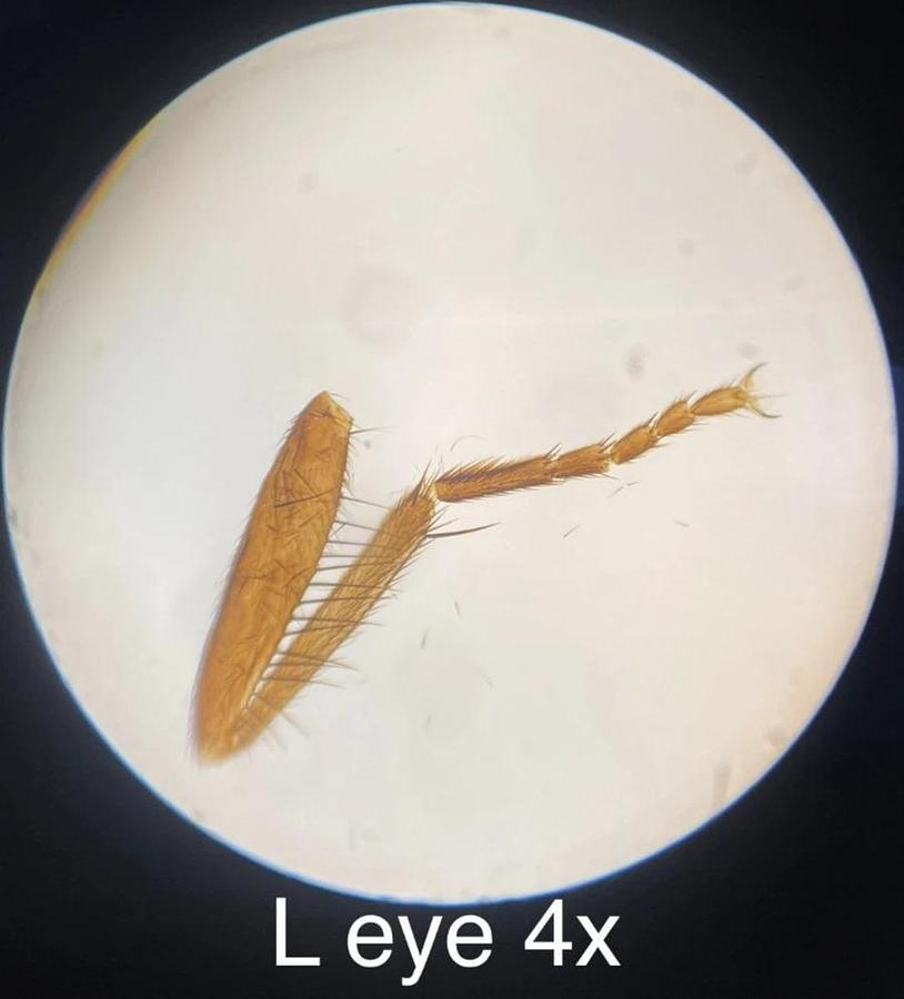 Used Vintage Unitron BMLK Microscope W/ W10XP Eyepieces, 4x/40x Objectives, Condenser