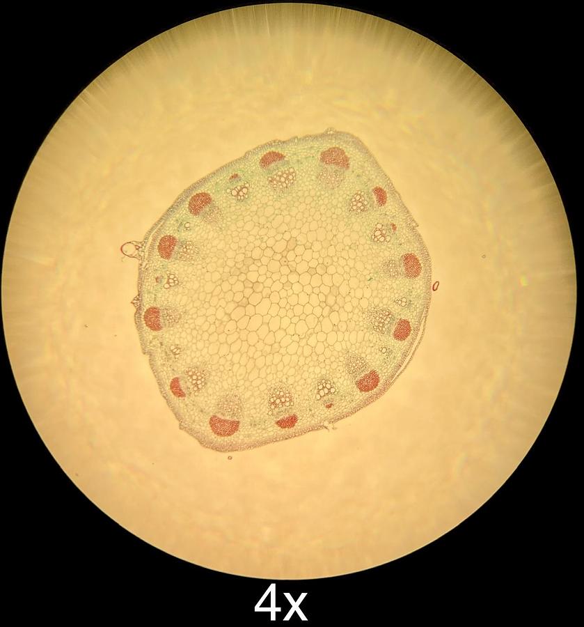 Used Motic BA300 Trinocular Phase Contrast Microscope W/ Plan 4/10/40/100 Objectives