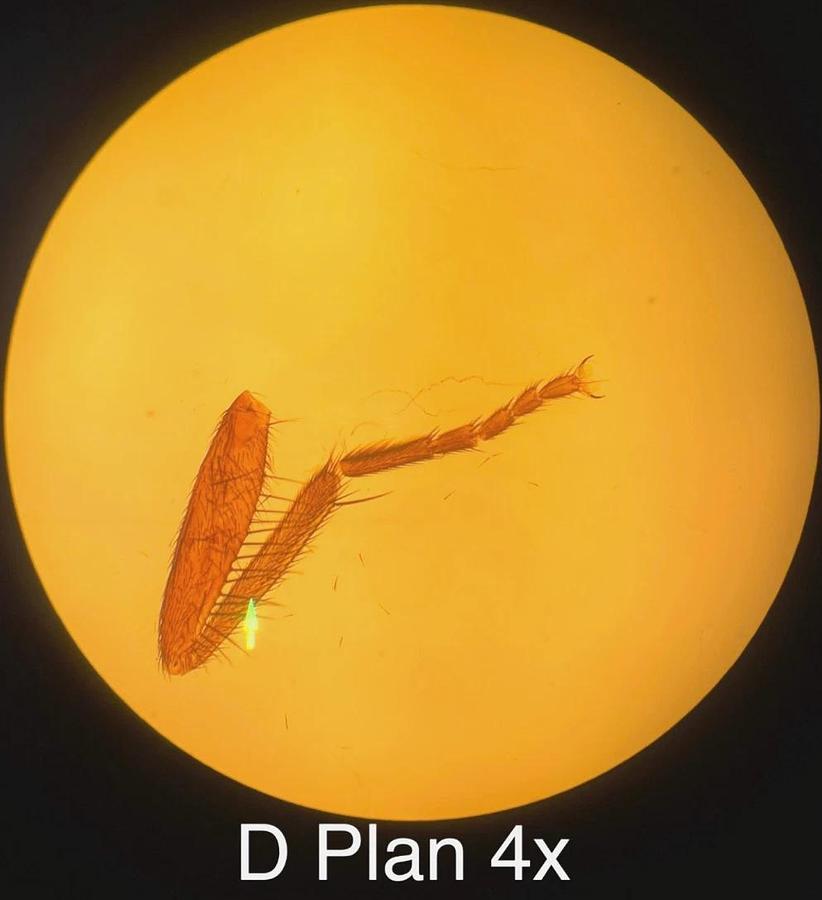 Used Olympus BH-2 BHUT Dual Viewing Teaching Microscope W/ D Plan Objectives