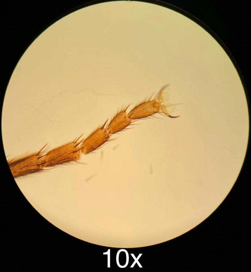 Used Labomed CX L Binocular Microscope W/ 4/10/40/100x Semi Plan Achro Objectives