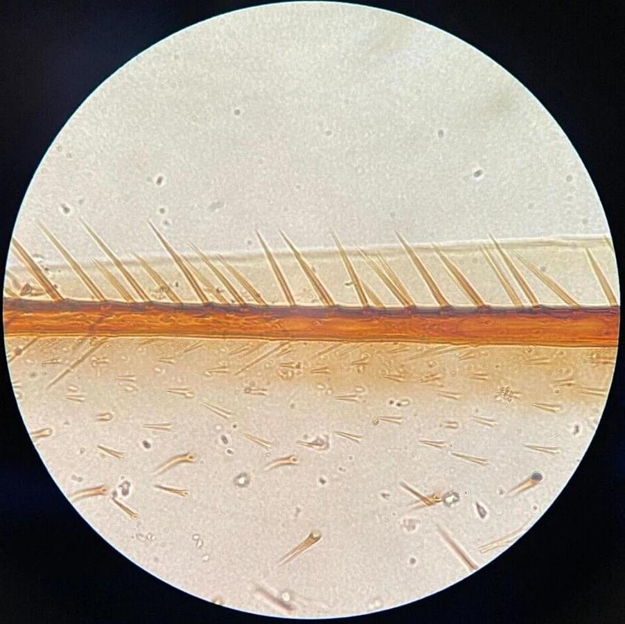 Used Nikon E 100 Ph4 DL 1.25 Oil 160/0.17 Phase Contrast Microscope Objective