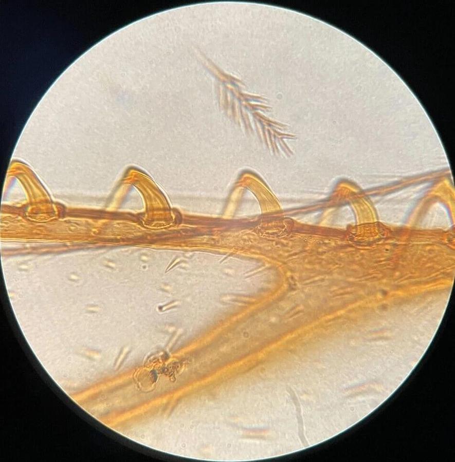 Used Leitz 63X Oel Fluoresz Objective (170/0.17 63/1.30 Oel Fluoresz)