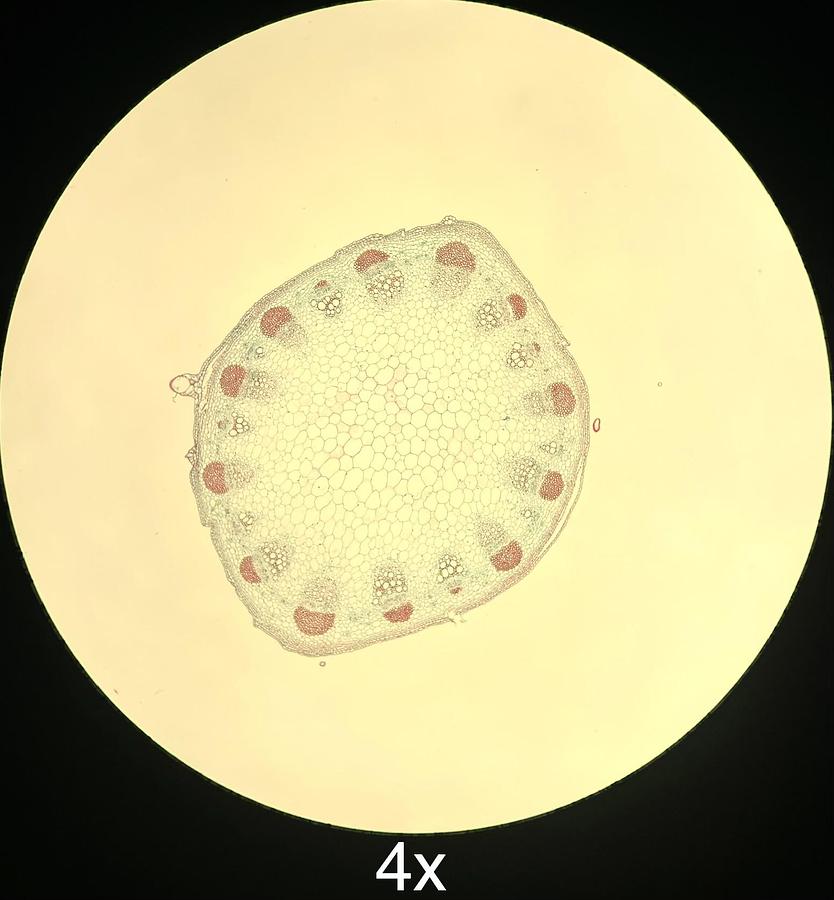 Used Labomed LB-701 Trinocular Upright Fluorescence Microscope W/ Infinite Plan Objectives, Filter Cubes