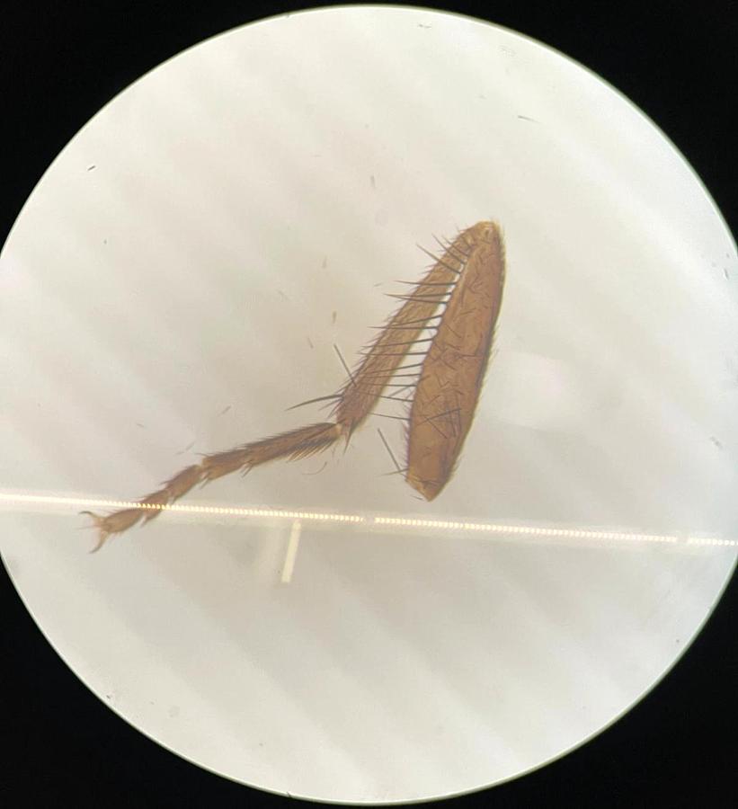 Used Olympus SZH Stereo Microscope W/ GWH10X-D/CD Eyepieces, DF PLAN 0.75X Objective