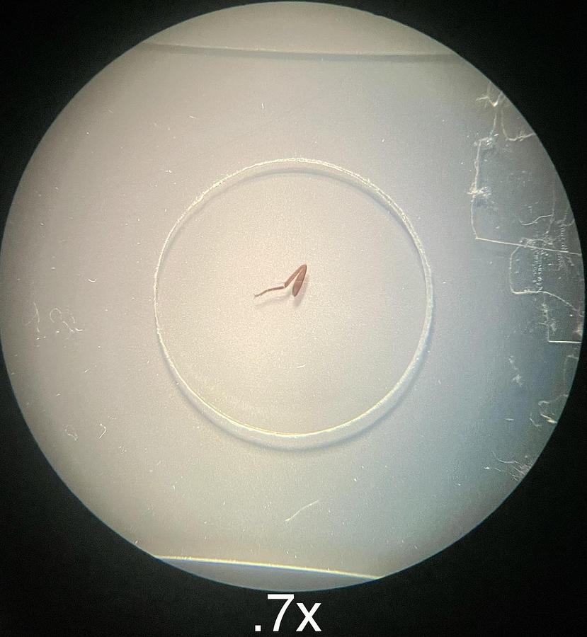 Used Stereo Microscope .7-4.5x (7-45x) Dual Illumination Base