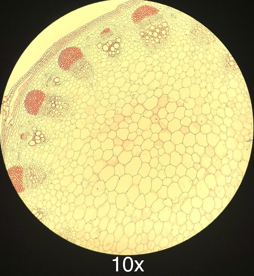 Used Labomed LB-701 Trinocular Upright Fluorescence Microscope W/ Infinite Plan Objectives, Filter Cubes