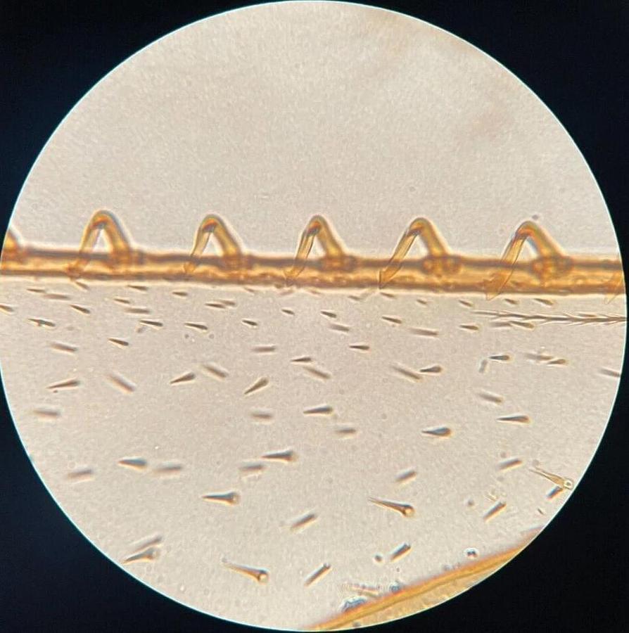 Used Olympus A 40 PL 1-LP150 Objective (A 40 PL 0.65 160/0.17)