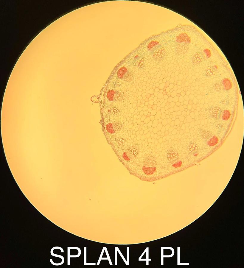 Used Olympus 1-LP124 SPLAN 4 PL 4x Phase Contrast Microscope Objective