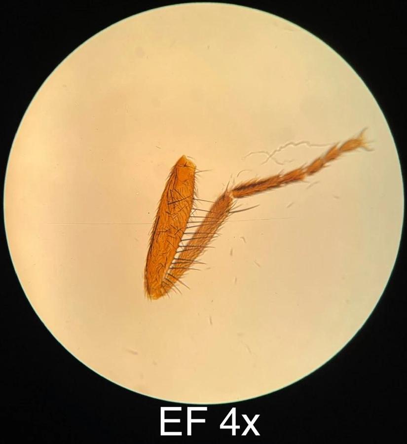 Used Leitz EF 4x,10x,25x,40x Objective Set (519759,519760,519761,519762)