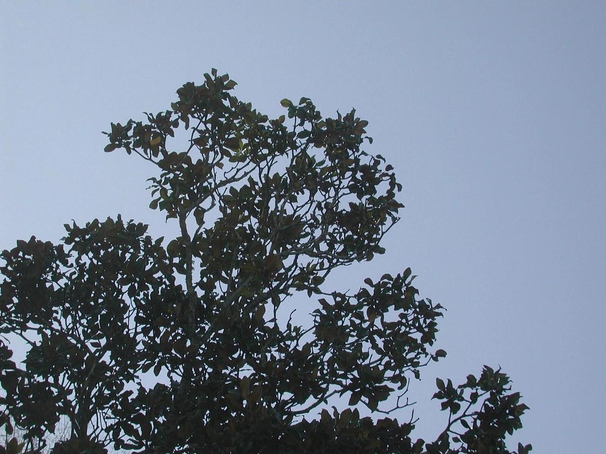 Used Nikon Coolpix 990 E990 3.34MP Digital Camera