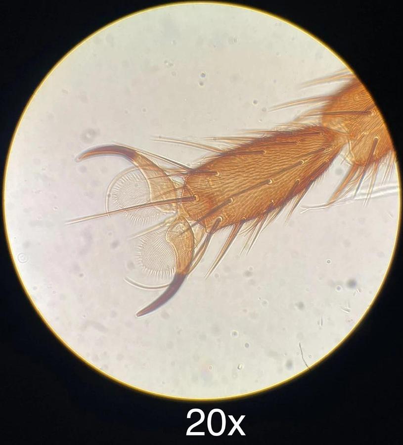 Used Nikon MS Inverted Phase Contrast Microscope 4/10/40 Objectives - Vintage Working