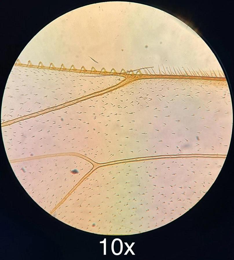 Used VWR VistaVision Inverted Trinocular Microscope W/ 10x, 25x PL L Objectives