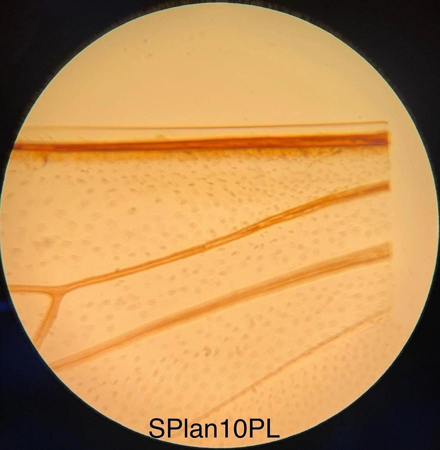 Used Olympus SPlan 10PL O-10-3 Objective - 0.30 160/0.17