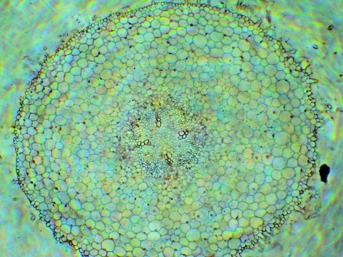 Used Swift M10 Microscope W/ Built in Camera/LCD, 4 Objectives - WORKS GREAT