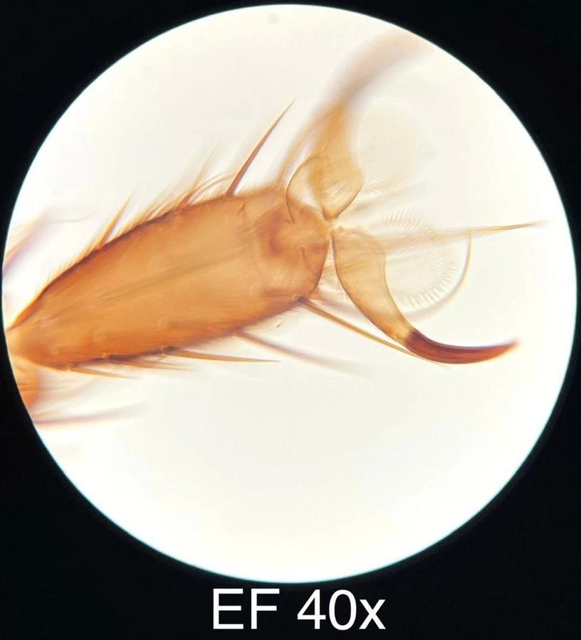 Used Leitz EF 4x,10x,25x,40x Objective Set (519759,519760,519761,519762)