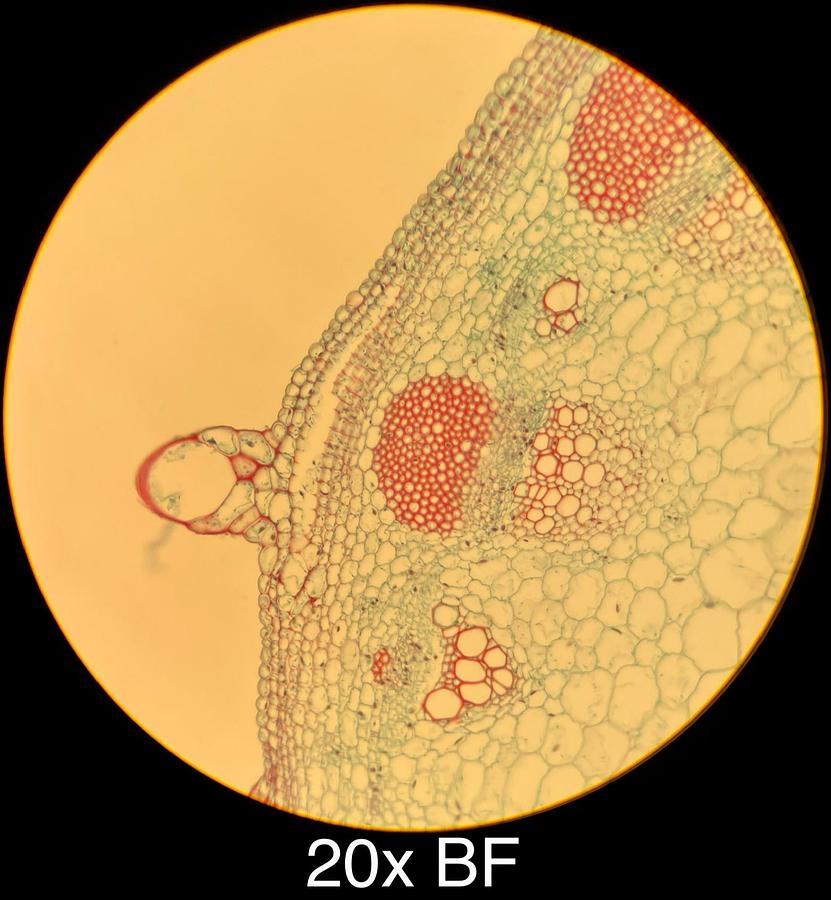Used Motic BA400 Trinocular Phase Contrast Microscope W/ Plan 10/20/40/100 Objectives